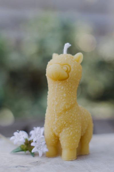 Hand-poured small alpaca beeswax candle — natural, eco-friendly, clean-burning candle made from rescued bees in St. Petersburg, FL.