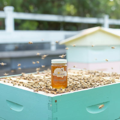 Raw local black mangrove honey from How's Your Day Honey in St. Petersburg FL, one 12oz jar. Photographed on a hive of honey bees.
