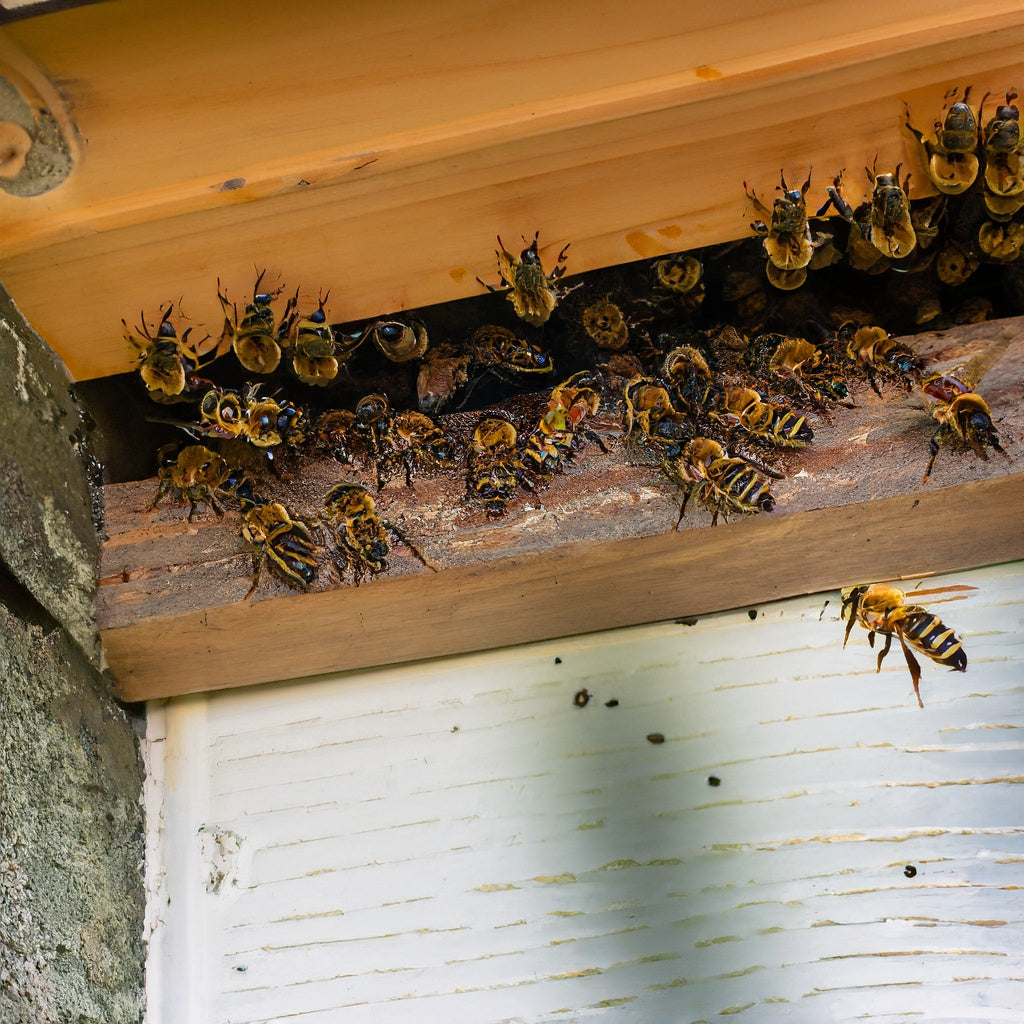 Bee Removal