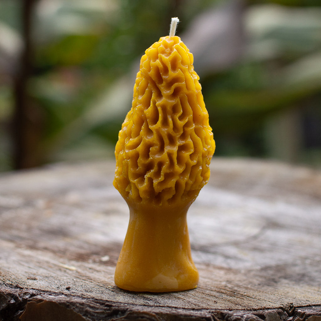 Pure beeswax candle three candles morel mushroom How's Your Day Honey