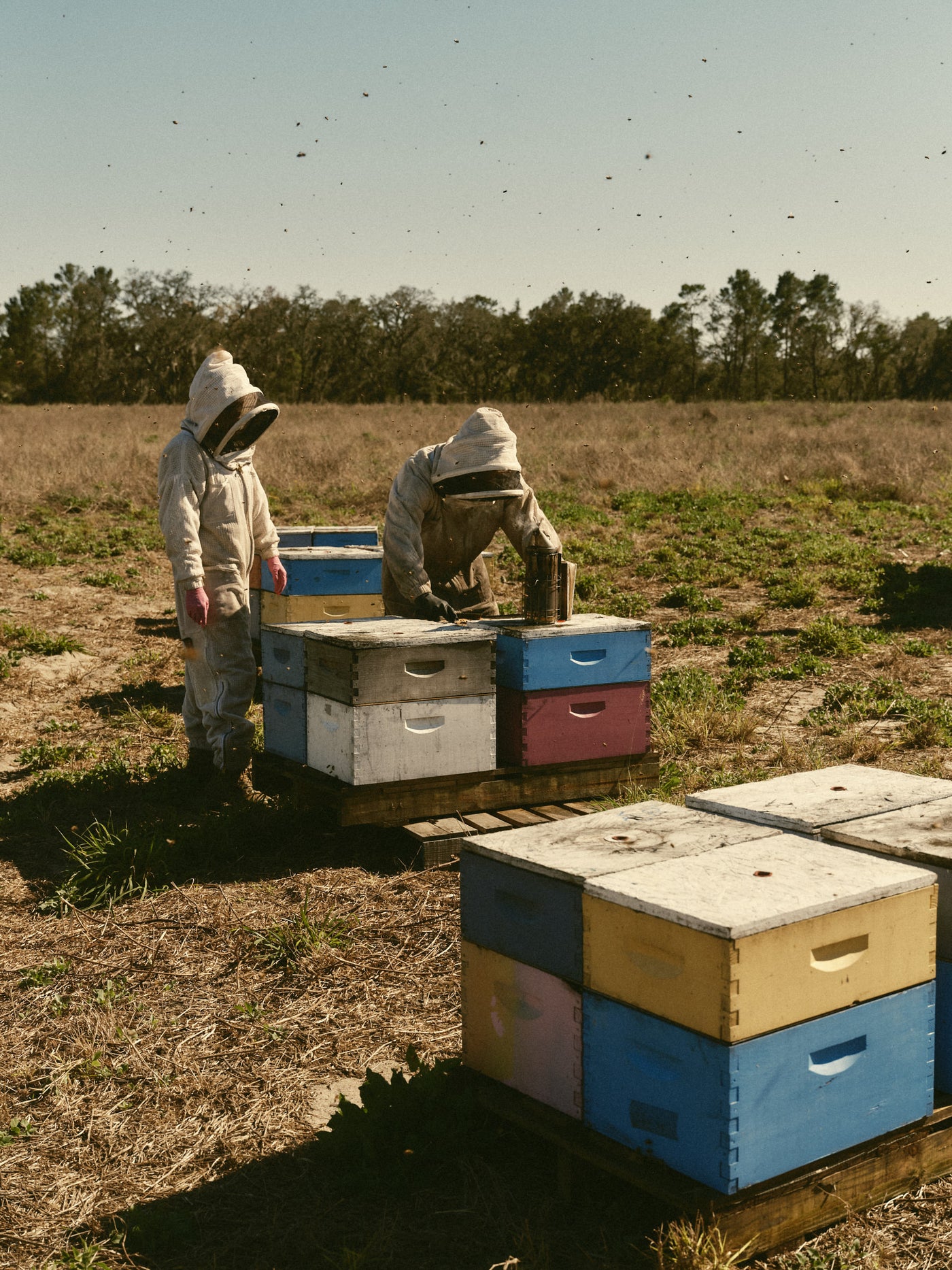 Our Bees