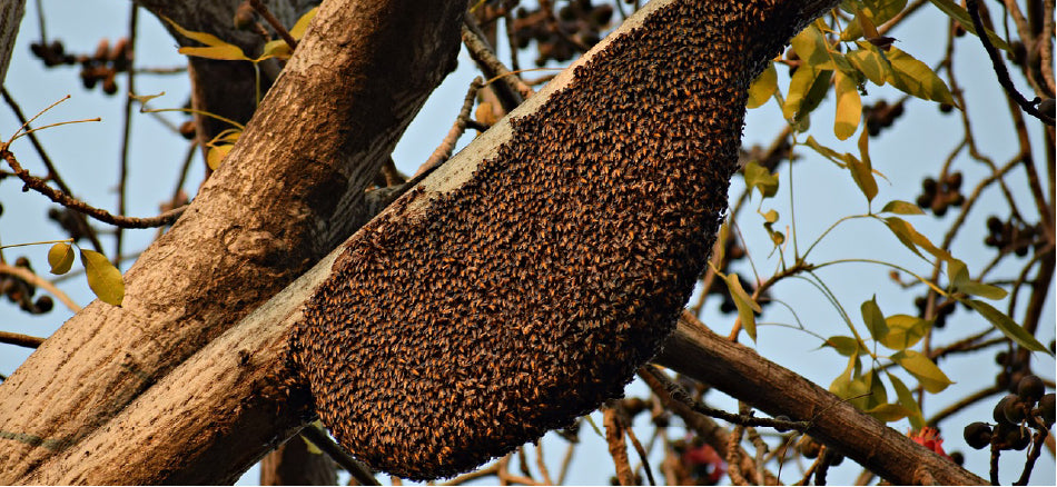 Bee Removal St Pete FL How's Your Day Honey 