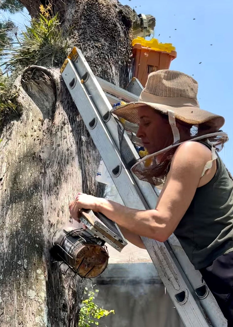 St. Pete Bee Removal Elisha Bixler How's Your Day Honey (Tree Removal)