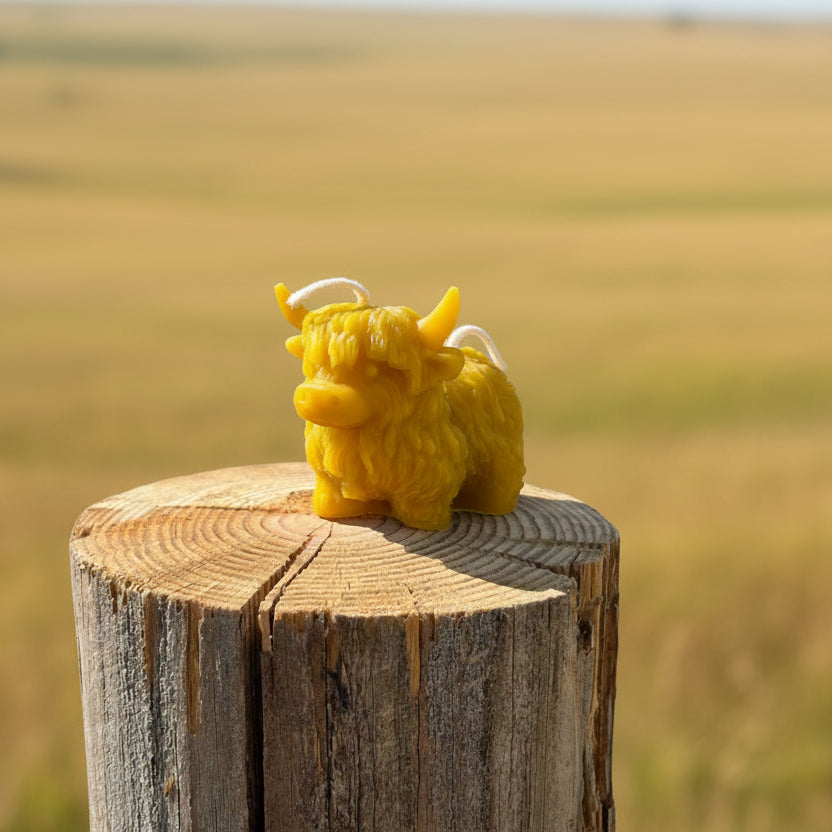 Scottish Highland Cattle Candle